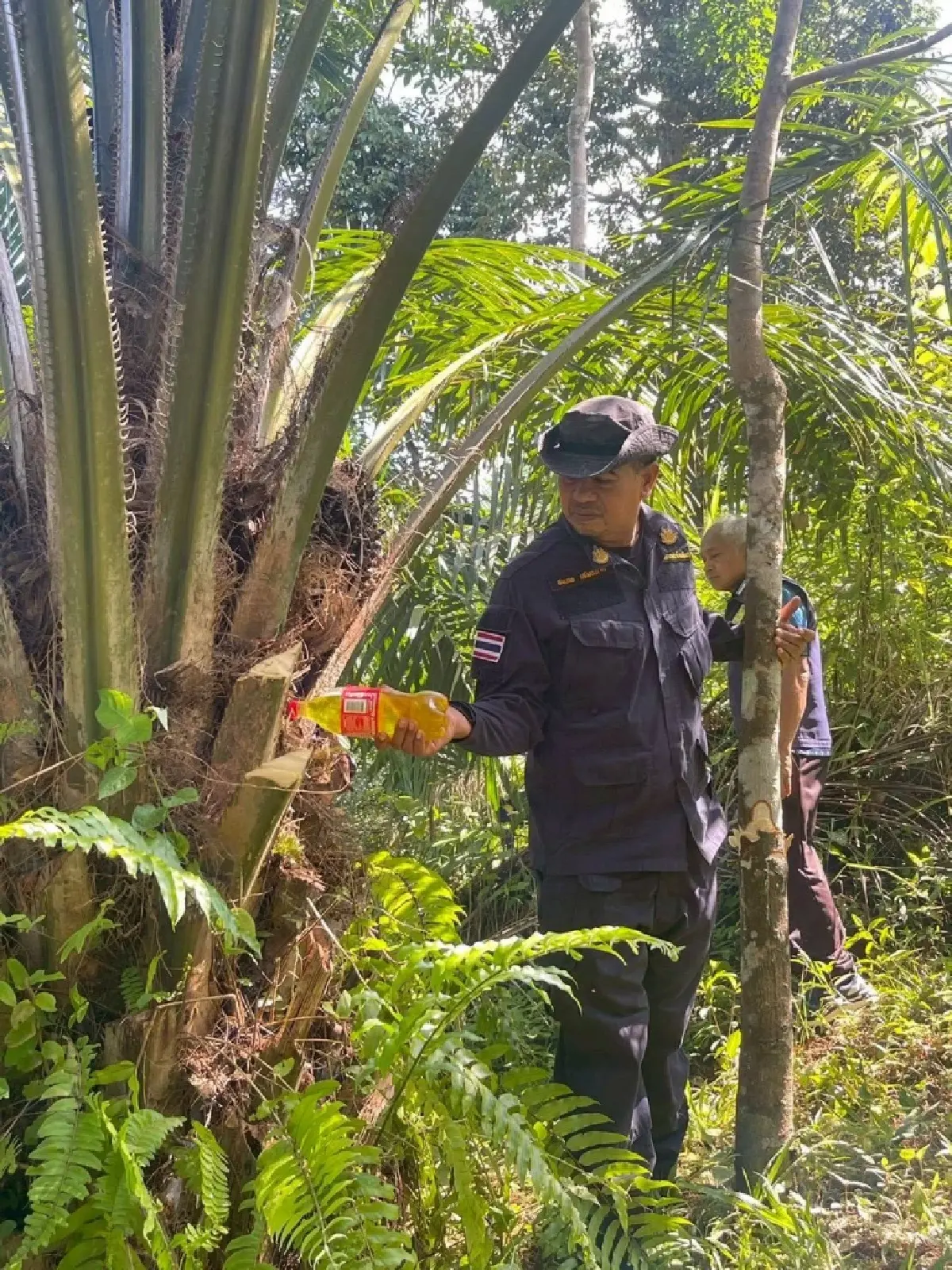 รื้อถอนทำลายผลอาสิน ยึดคืนผืนป่าสงวน 18 ไร่ เมืองพังงา