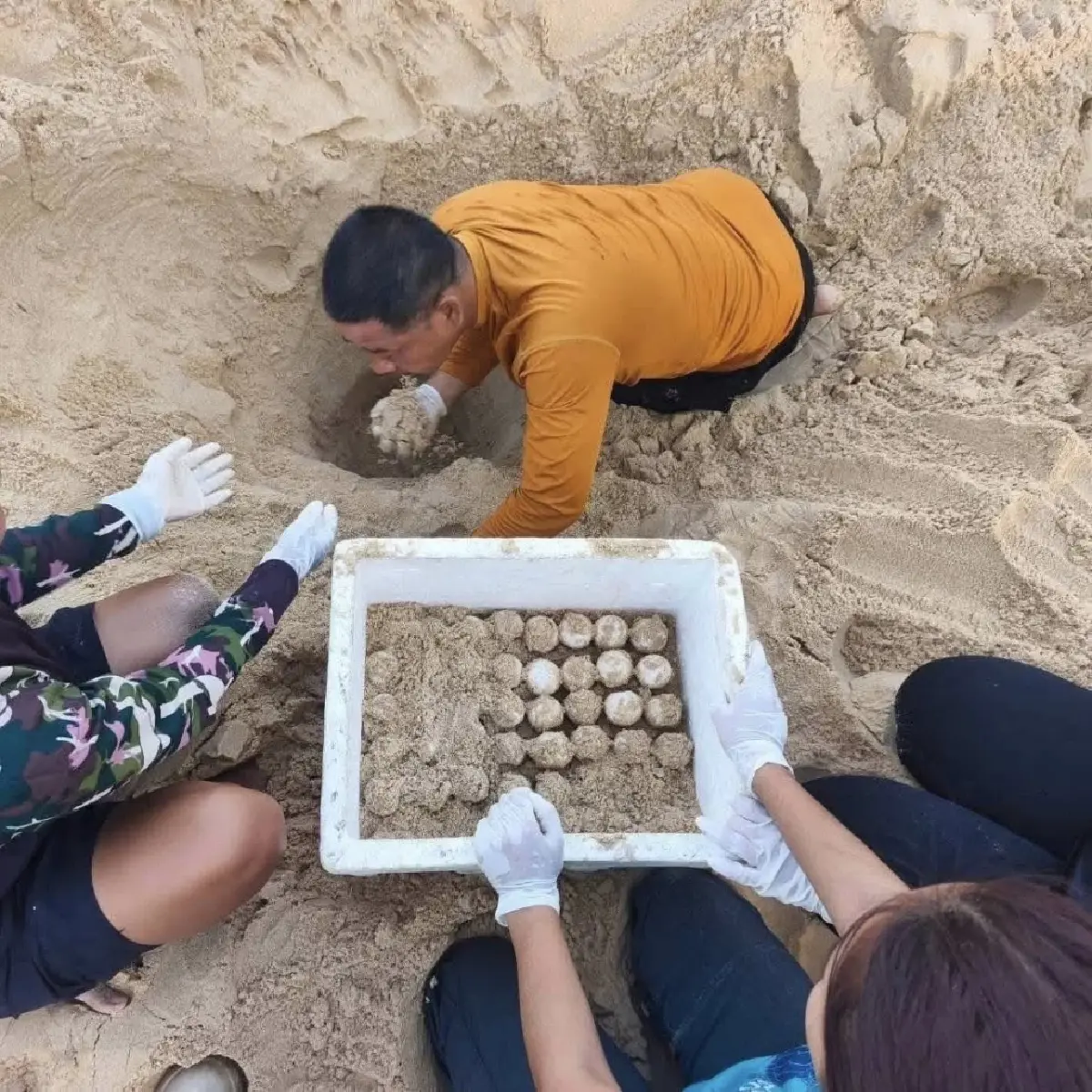 แม่เต่ามะเฟือง วางไข่หาดท้ายเหมือง ลุ้นลูกเต่าฟัก มิ.ย. นี้