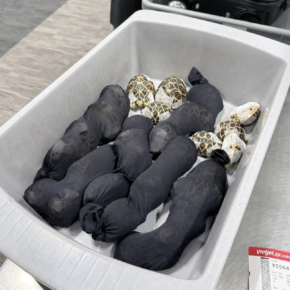 รวบสาวไต้หวันคาจุดตรวจ ผงะซุก 'เต่าดาวอินเดีย' 30 ตัว เตรียมบินออกนอกประเทศ