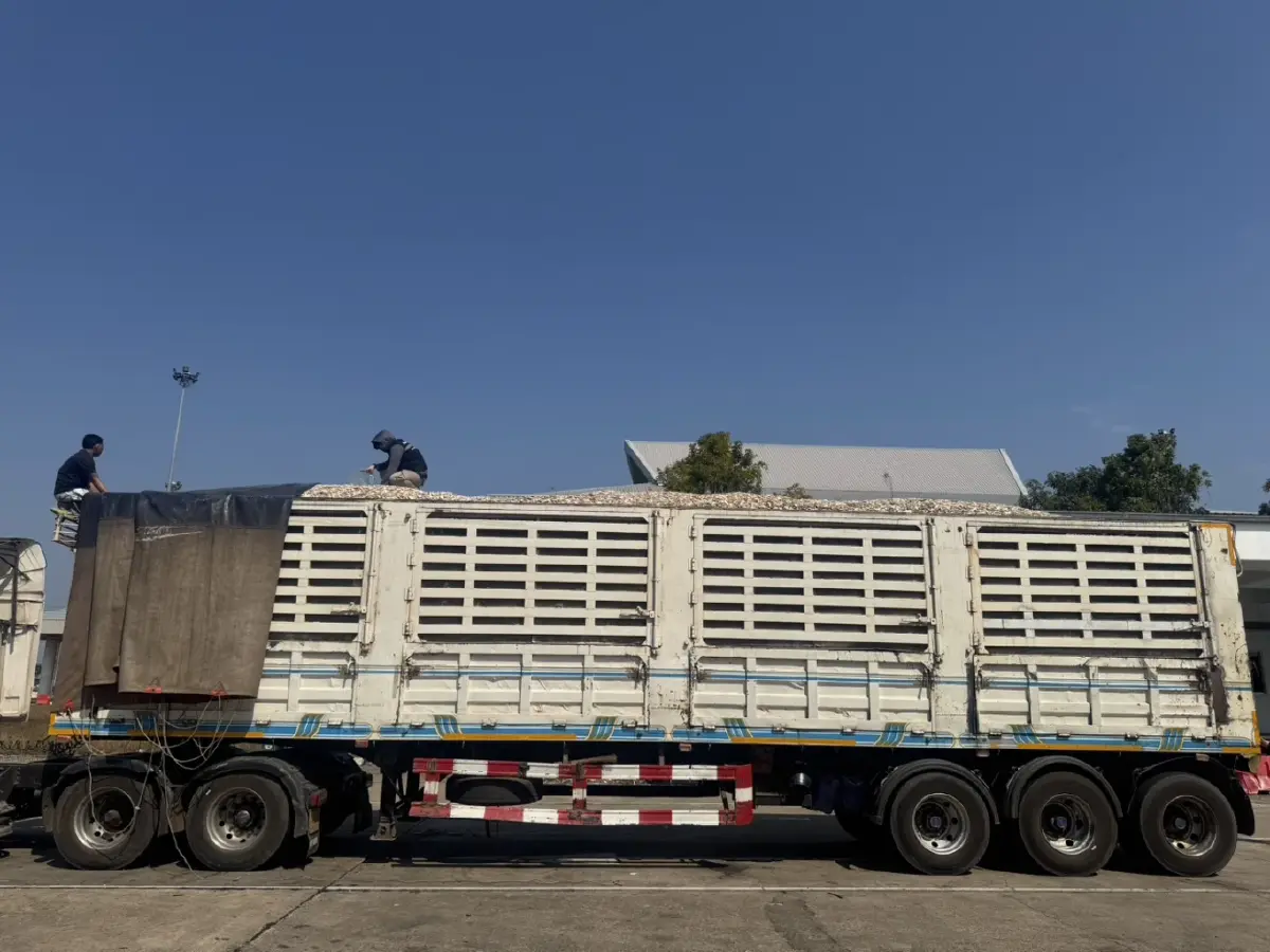 ตรวจเข้ม 4 จว. สกัดลักลอบนำเข้า 'มันเส้นด้อยคุณภาพ' จับแล้ว 24 ราย สั่งลงโทษทันที