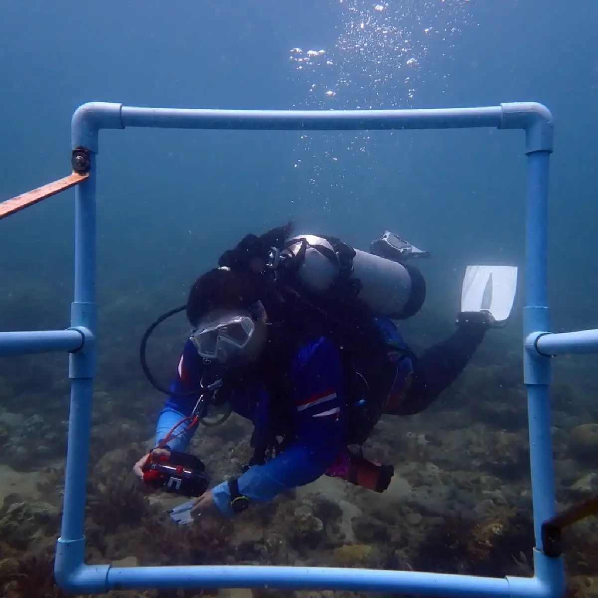 ใจชื้น! พบตัวอ่อนปะการังลงเกาะท้ายเหมือง สัญญาณบวกทะเลไทยฟื้นตัว