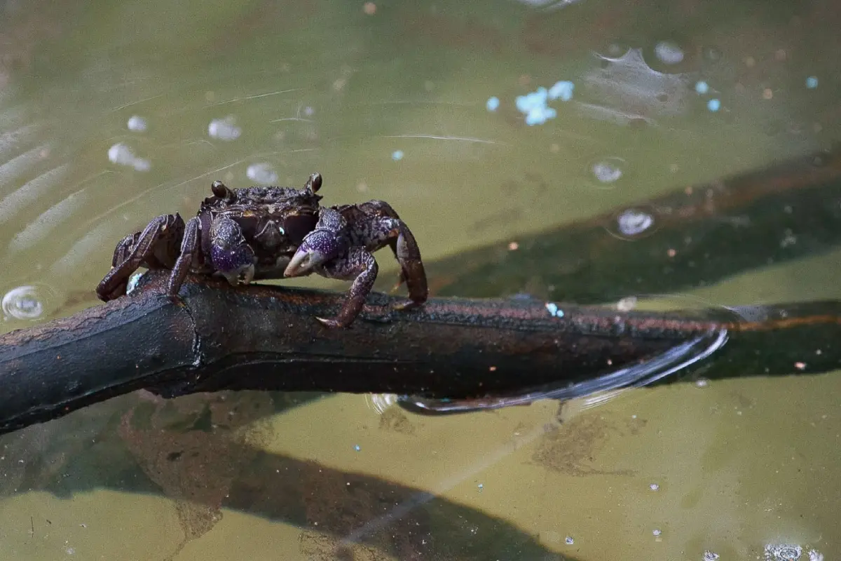 เที่ยวแบบนักอนุรักษ์ เนิบ ๆ ช้า ๆ ที่ 'ปากน้ำประแส'