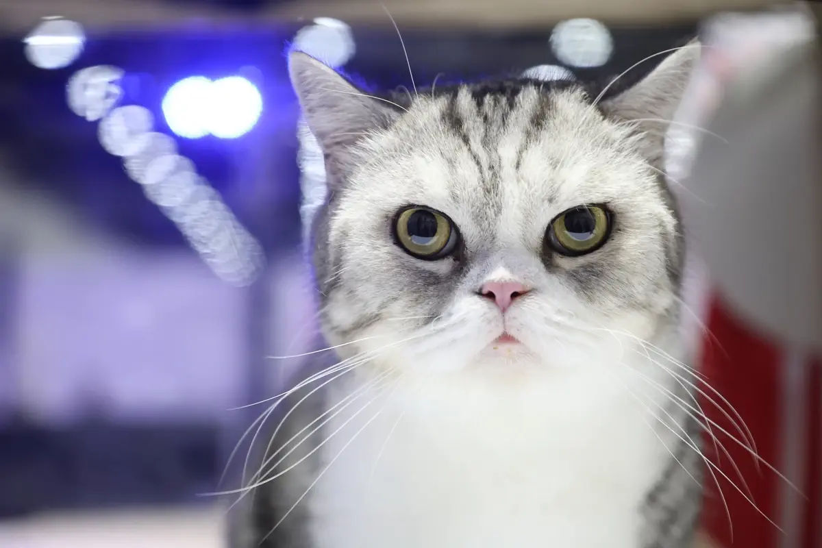 ไฮไลต์ PET EXPO 2026 ตรวจสุขภาพฟรี ส่องเฮลท์เทคสุดล้ำ รับเทรนด์ longevity