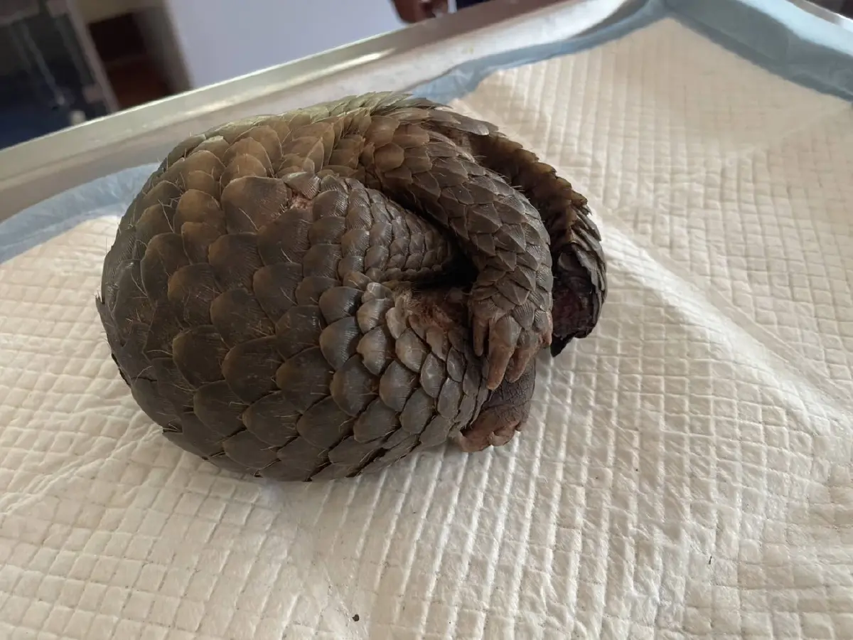 ภาพสะเทือนใจ 'ลิ่น' หนีตายไฟป่าซุกซอกไม้ บาดเจ็บสาหัส เกล็ดแตก ส่งรักษาด่วน