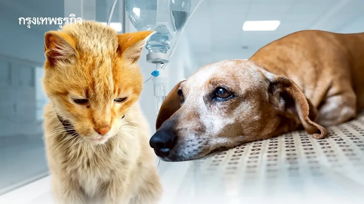 กทม. เปิดลงทะเบียนสัตว์เลี้ยง ฉีดฝังไมโครชิป ผ่าน Traffy Fondue