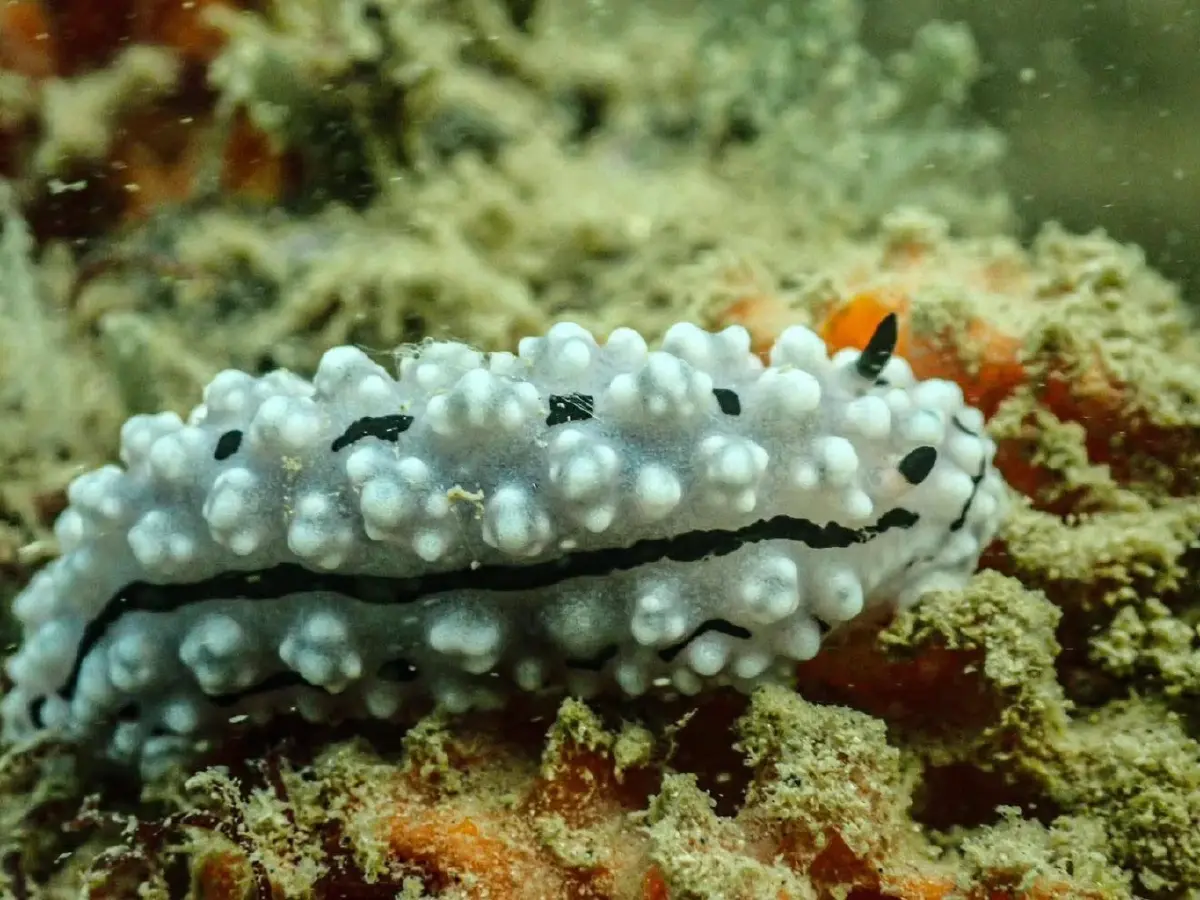 รู้จัก 'ทากเปลือยปุ่มสีขาว' ศิลปะมีชีวิตใต้ทะเลพังงา สวยสะดุดตาแต่แฝงพิษร้าย