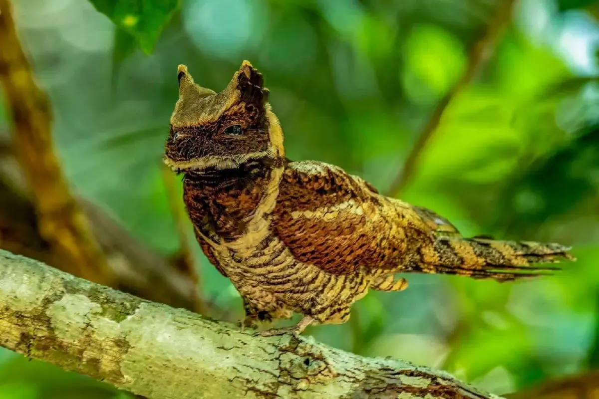 ฮือฮา 'นกตบยุงยักษ์' สัตว์หายาก โผล่อวดโฉม ตอกย้ำความสมบูรณ์ป่าแก่งกระจาน