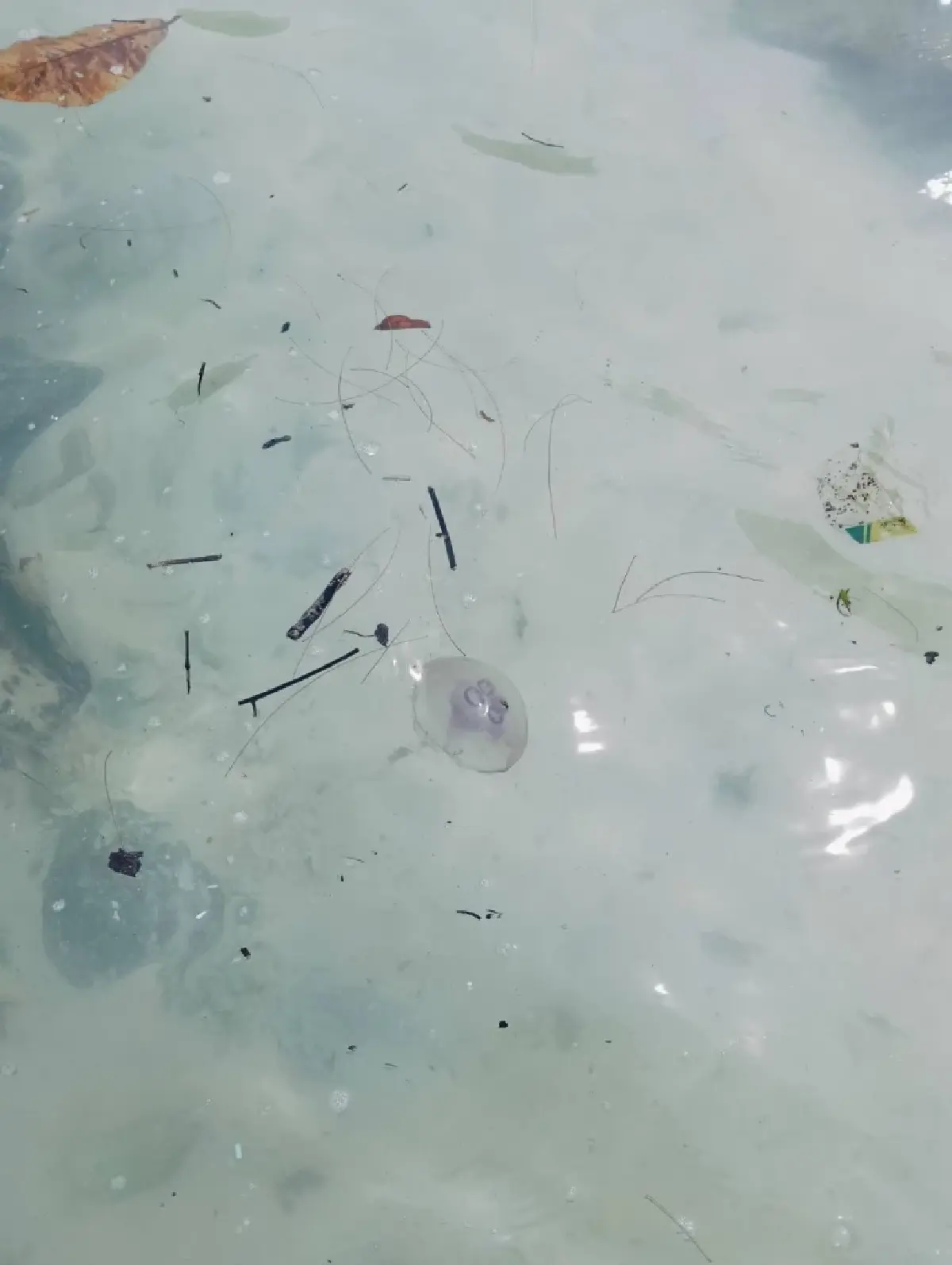 ไปทะเล ระวังผื่นคัน พบแมงกะพรุนพระจันทร์ เกยตื้น เกาะราชา ภูเก็ต