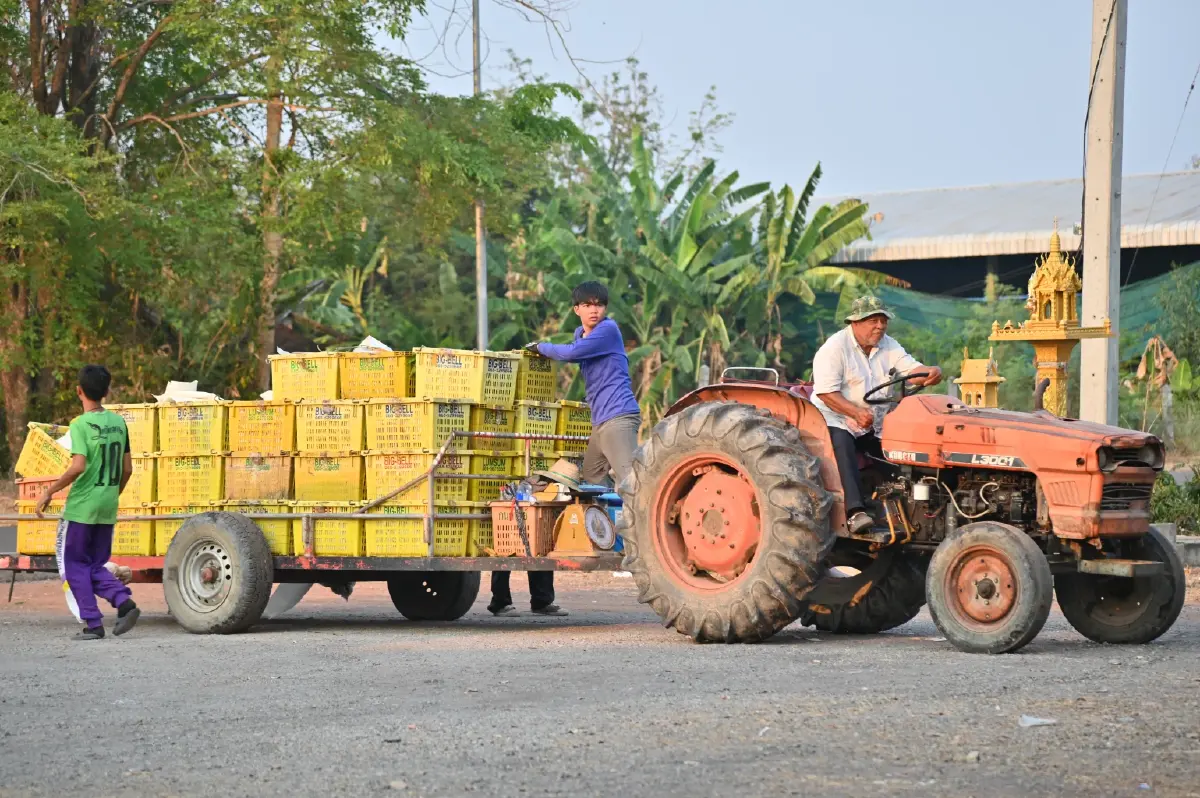 ช่วยเกษตรกร DIT ผนึกยักษ์ค้าปลีก-ส่งออก ลุยรับซื้อ 'มะม่วง' กว่า 1,000 ตัน