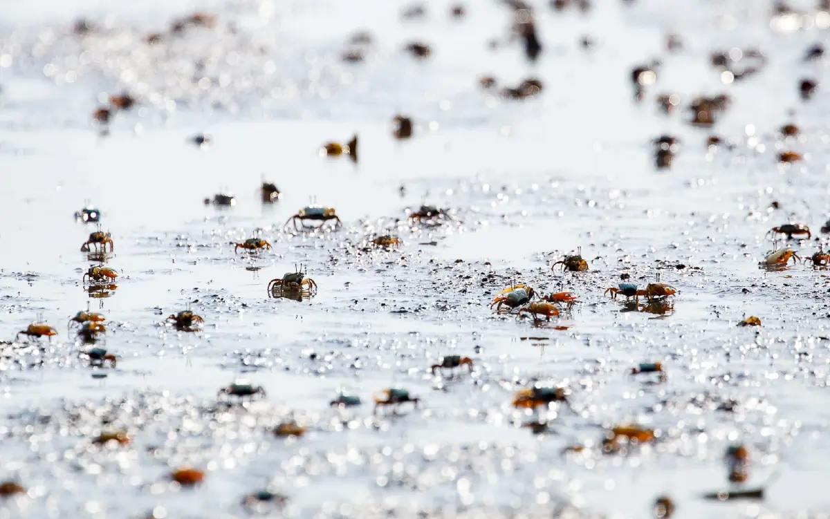 เที่ยวแบบนักอนุรักษ์ เนิบ ๆ ช้า ๆ ที่ 'ปากน้ำประแส'