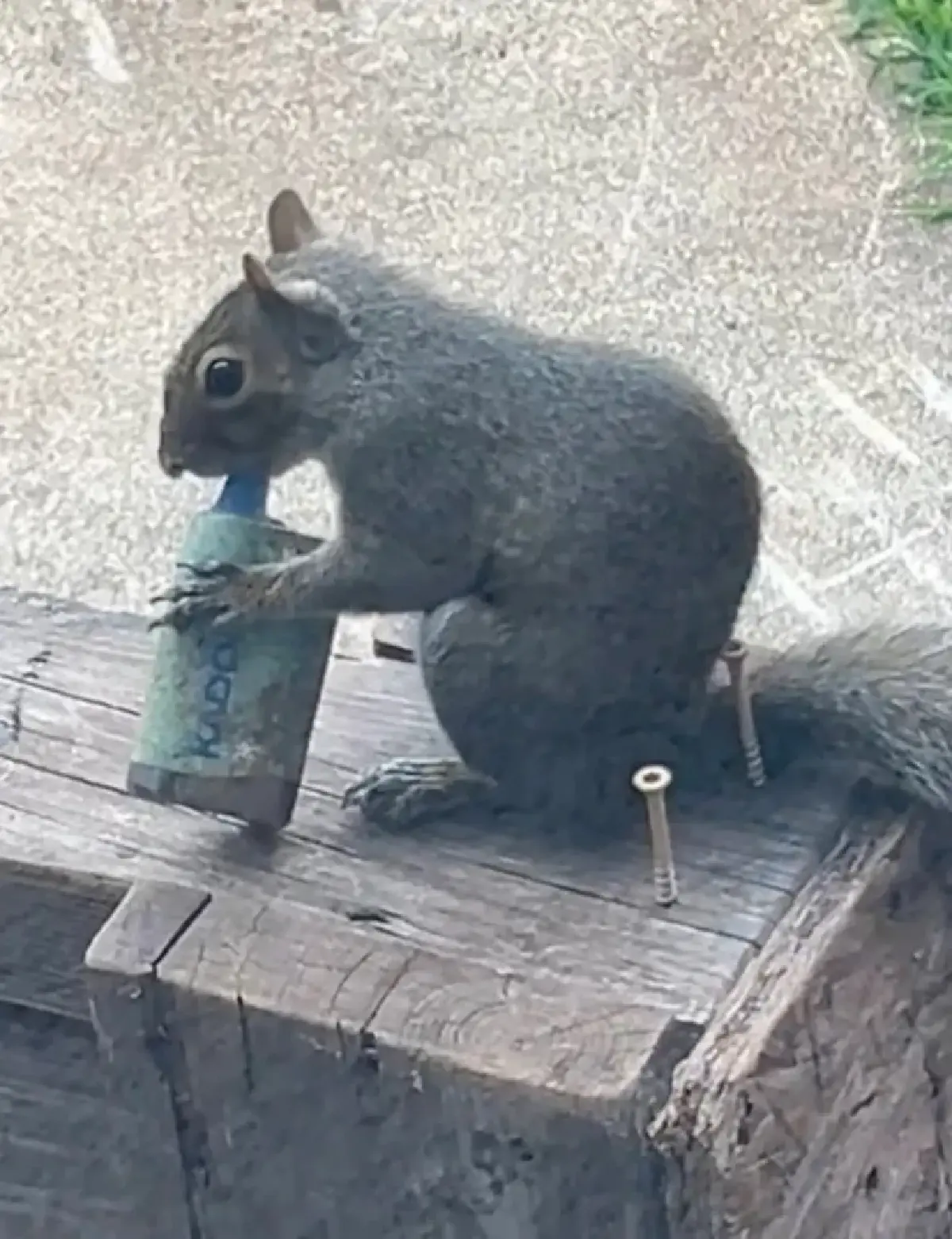 ‘กระรอก’ แทะ ‘บุหรี่ไฟฟ้า’ เพราะได้กลิ่นผลไม้จนนึกว่าเป็นอาหาร อันตรายถึงตาย