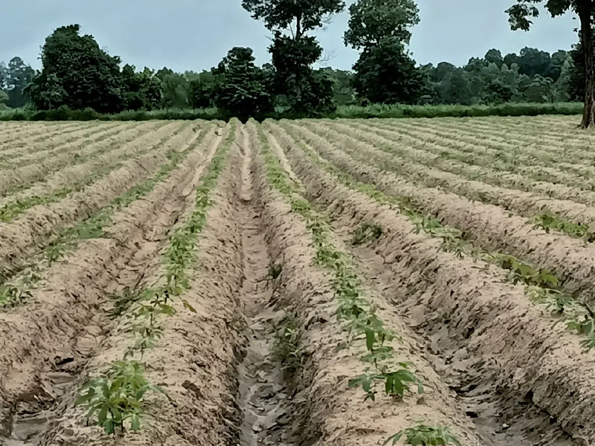 กรมส่งเสริมการเกษตร แนะเลือกท่อนพันธุ์มันสำปะหลังทนทาน สู้ภัยโรคใบด่าง