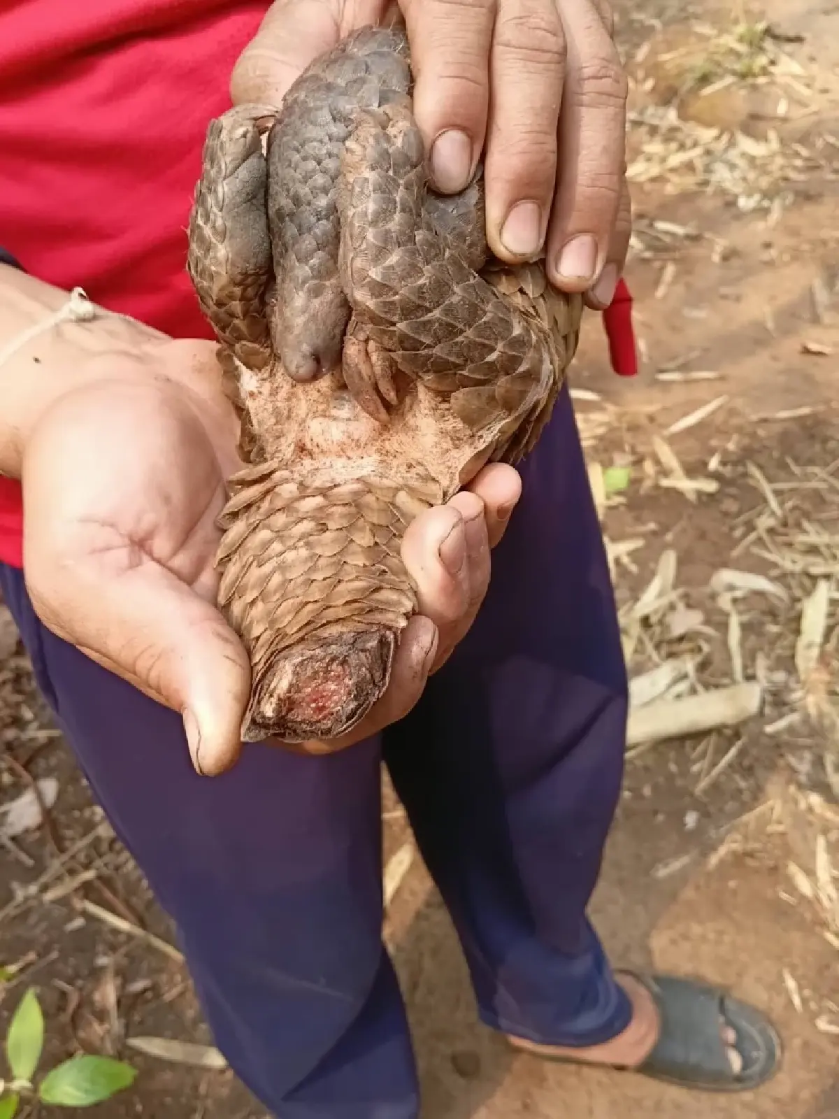 ภาพสะเทือนใจ 'ลิ่น' หนีตายไฟป่าซุกซอกไม้ บาดเจ็บสาหัส เกล็ดแตก ส่งรักษาด่วน