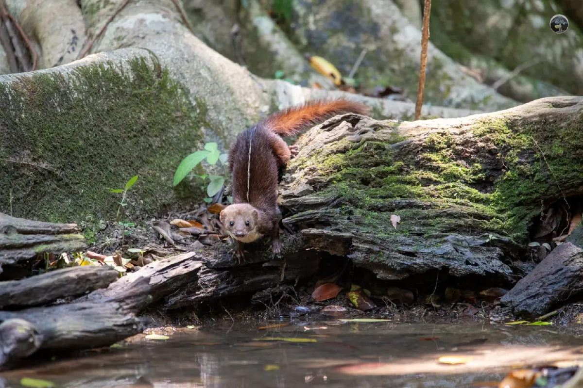 พบ ‘เพียงพอนเส้นหลังขาว’ สัตว์ป่าคุ้มครองครั้งแรกรอบ 20 ปี ในเขตรักษาพันธุ์สัตว์ป่าภูเขียว 