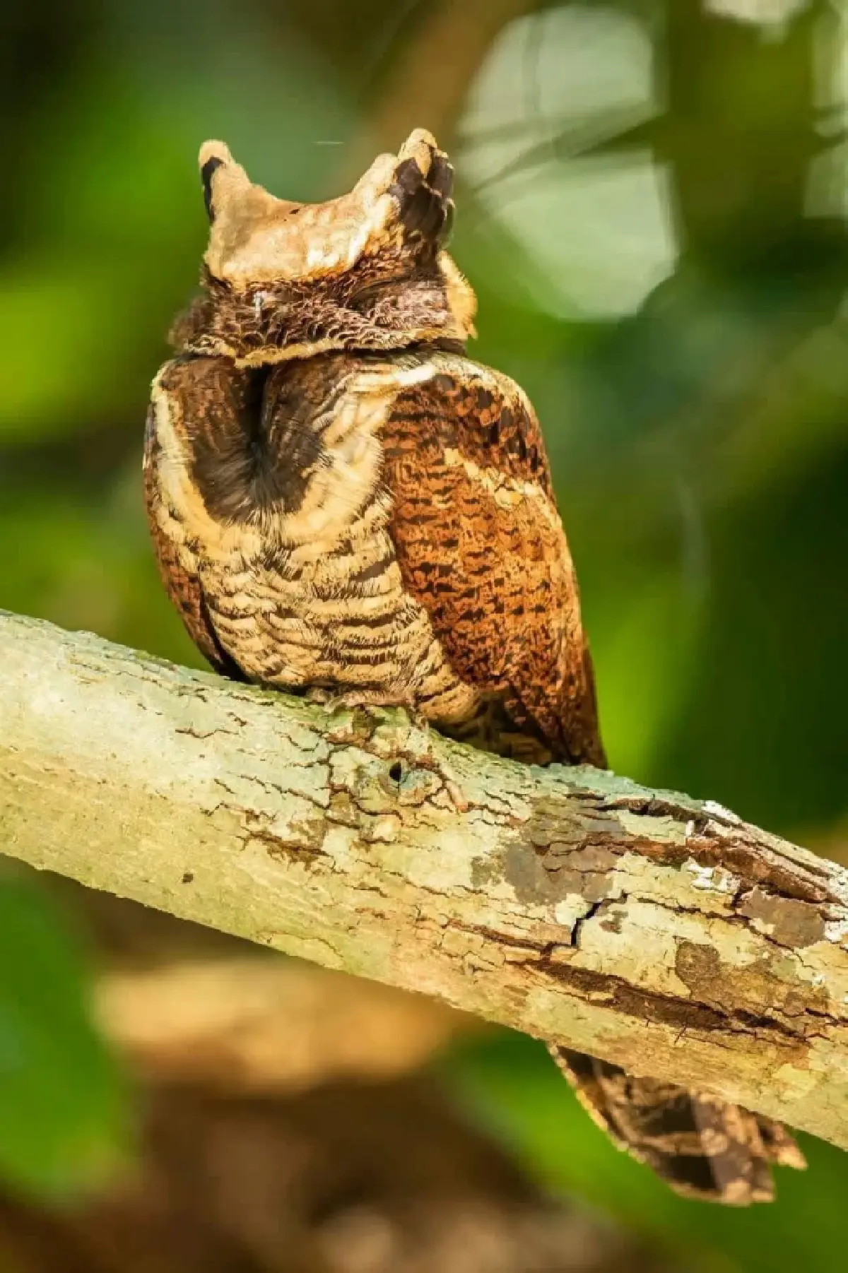 ฮือฮา 'นกตบยุงยักษ์' สัตว์หายาก โผล่อวดโฉม ตอกย้ำความสมบูรณ์ป่าแก่งกระจาน