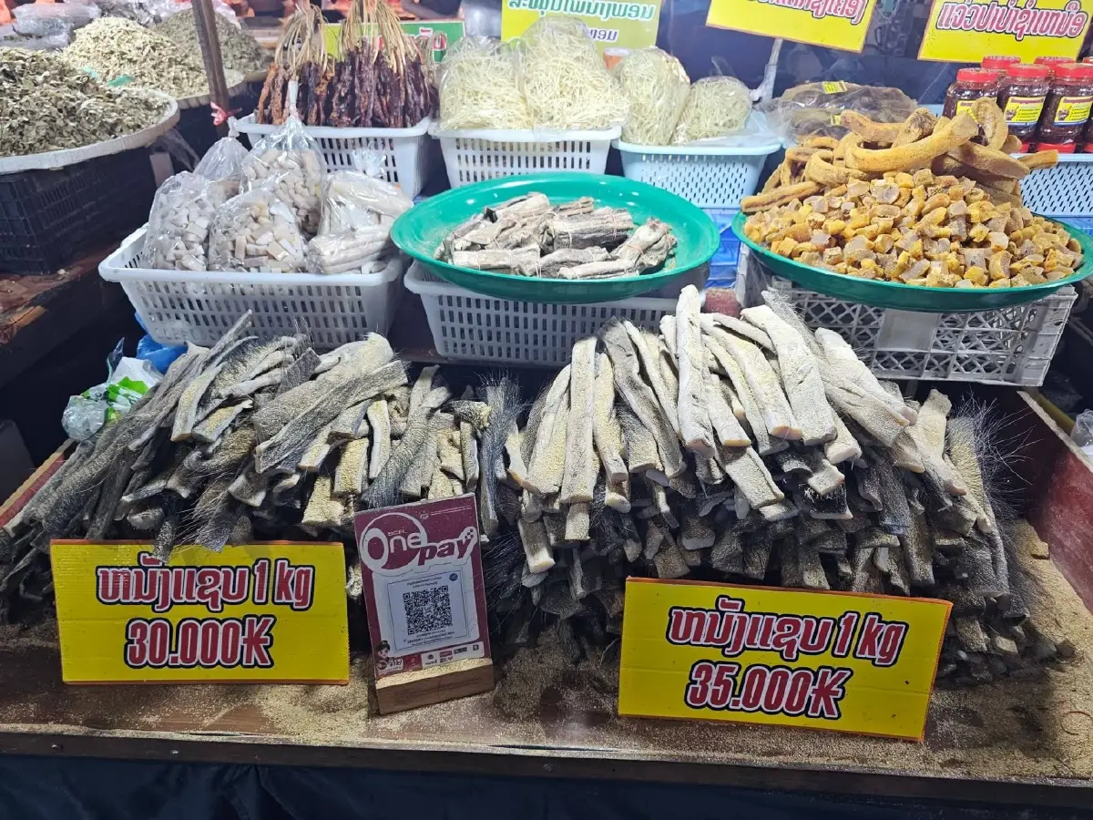 เมื่อชีวิตค่อย ๆ เดิน…ที่เวียงจันทน์ | World Wide View