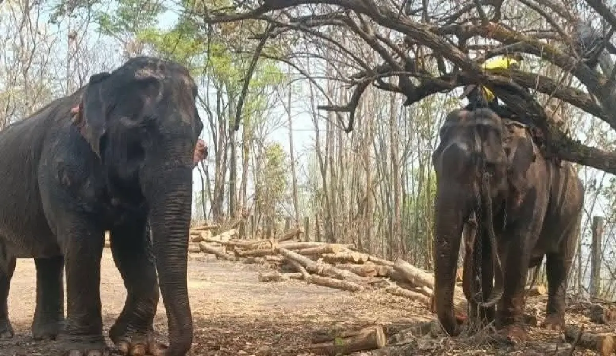 อัปเดต ช้างตกมันเหยียบคนตายที่อุตรดิตถ์ ล่าสุดทราบชื่อแล้ว