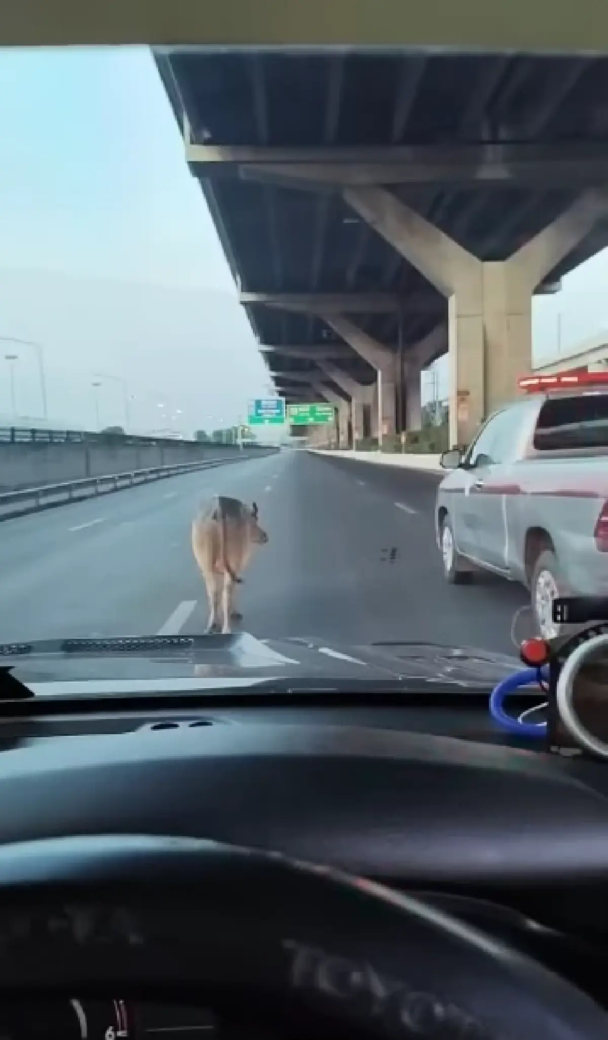 ด่วน ควายหลุดถนนวิภาวดีรังสิต เดินช่องทางหลัก ตำรวจ เร่งจับตัว