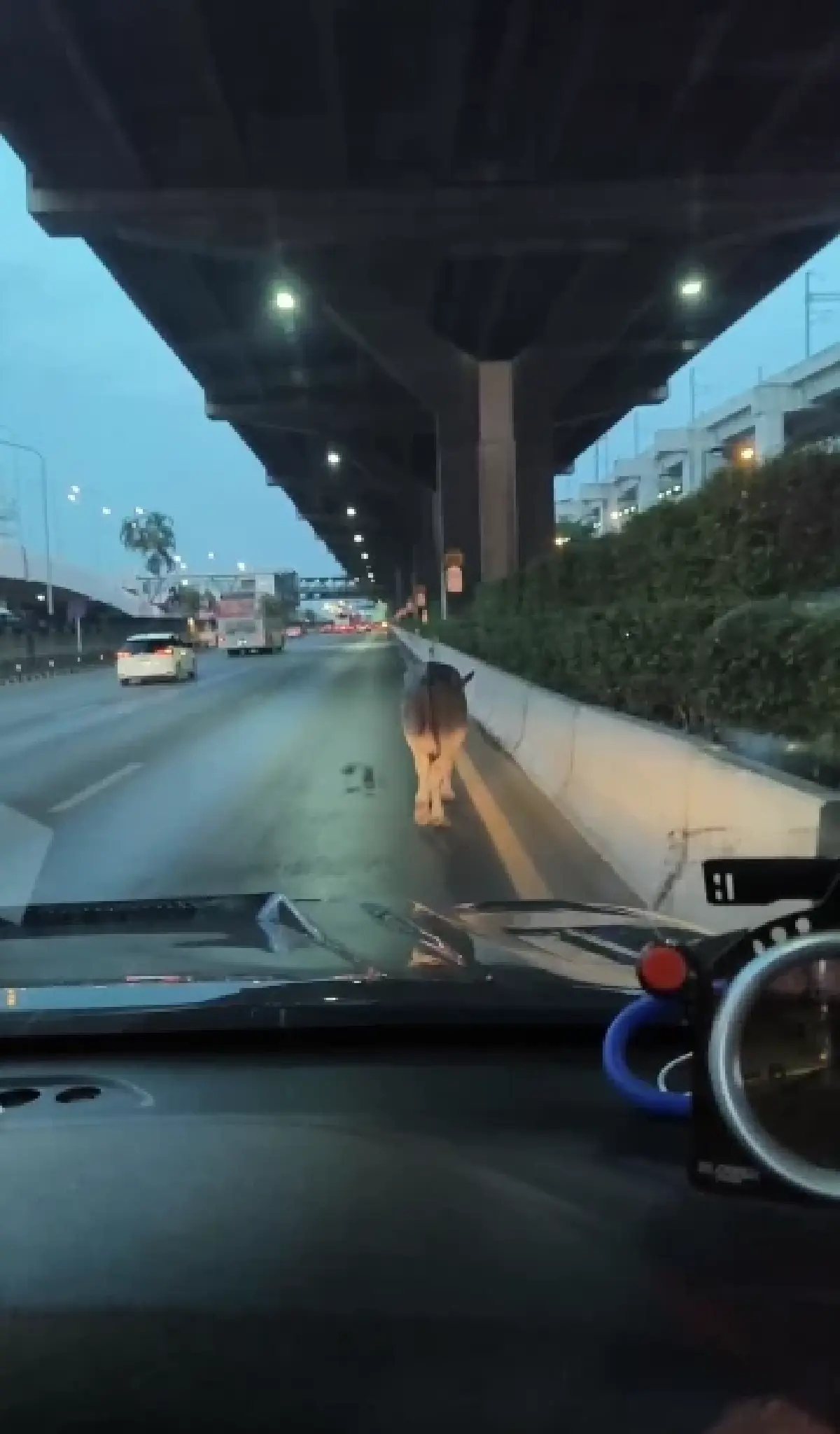 ด่วน ควายหลุดถนนวิภาวดีรังสิต เดินช่องทางหลัก ตำรวจ เร่งจับตัว