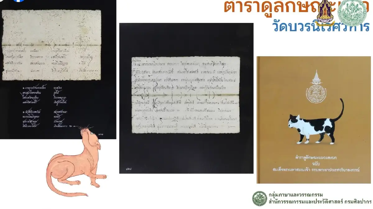 มารู้จัก ‘แมวไทย’ ให้มากขึ้น ผ่าน ‘วิฬาร์วรรณนา’ กวีนิพนธ์ตำราแมว