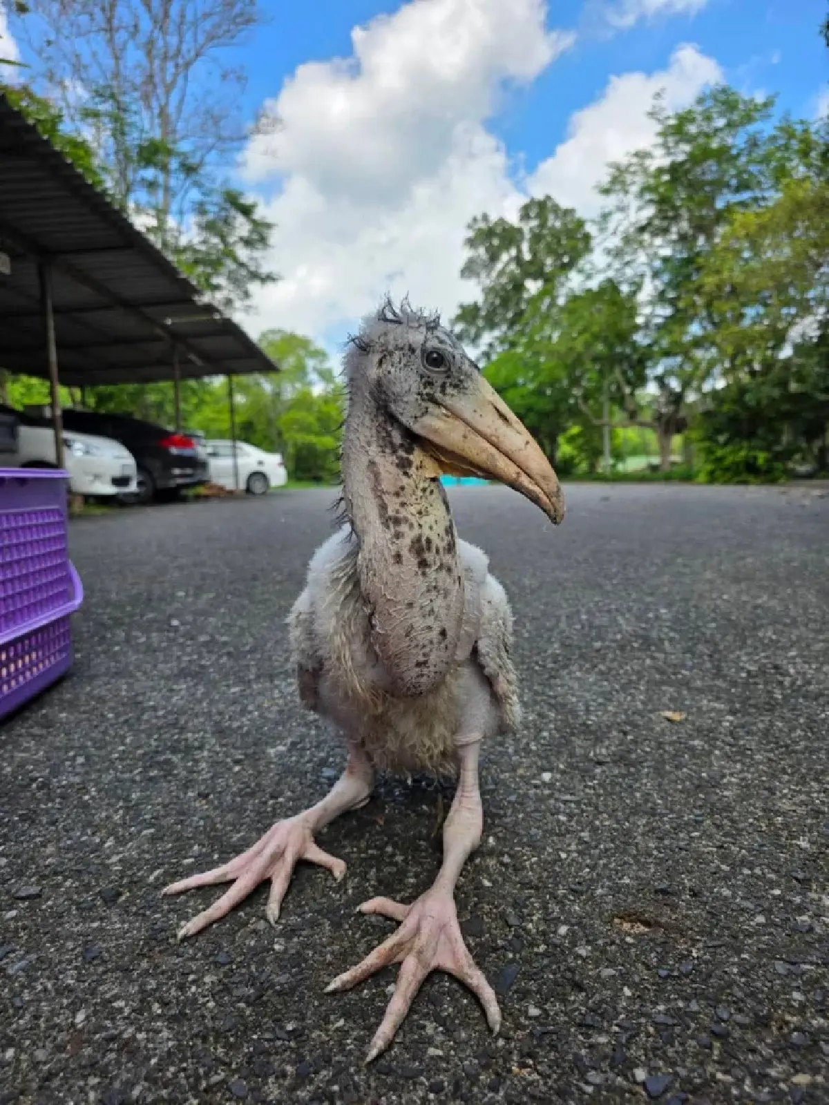ฟักไข่ ‘นกตะกราม’ สำเร็จครั้งแรก หลังสูญพันธุ์ในธรรมชาติกว่า 40 ปี โดย ‘สวนสัตว์เปิดเขาเขียว’
