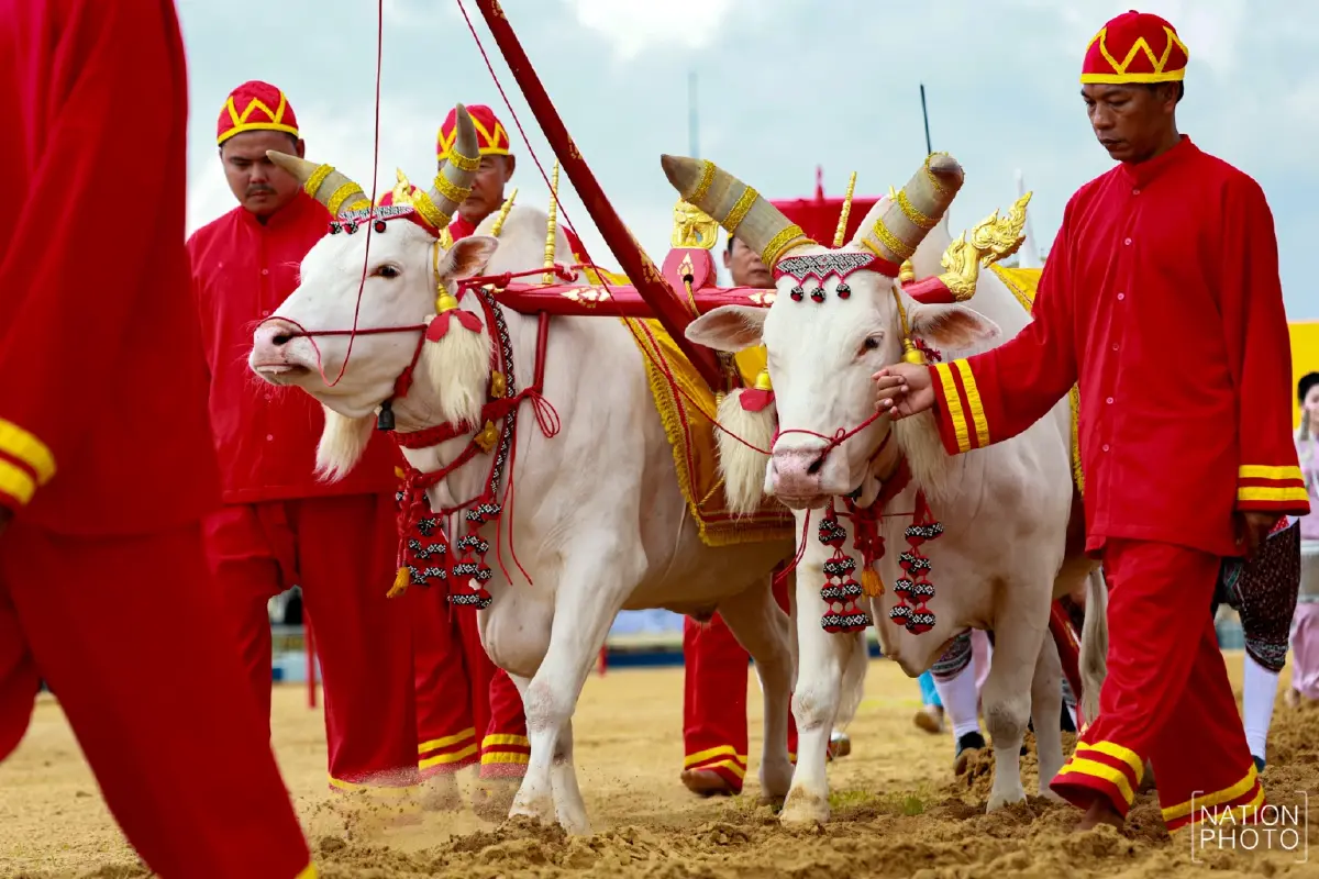 ภาพชุด ซ้อมใหญ่ งานพระราชพิธีพืชมงคลจรดพระนังคัลแรกนาขวัญ 2569