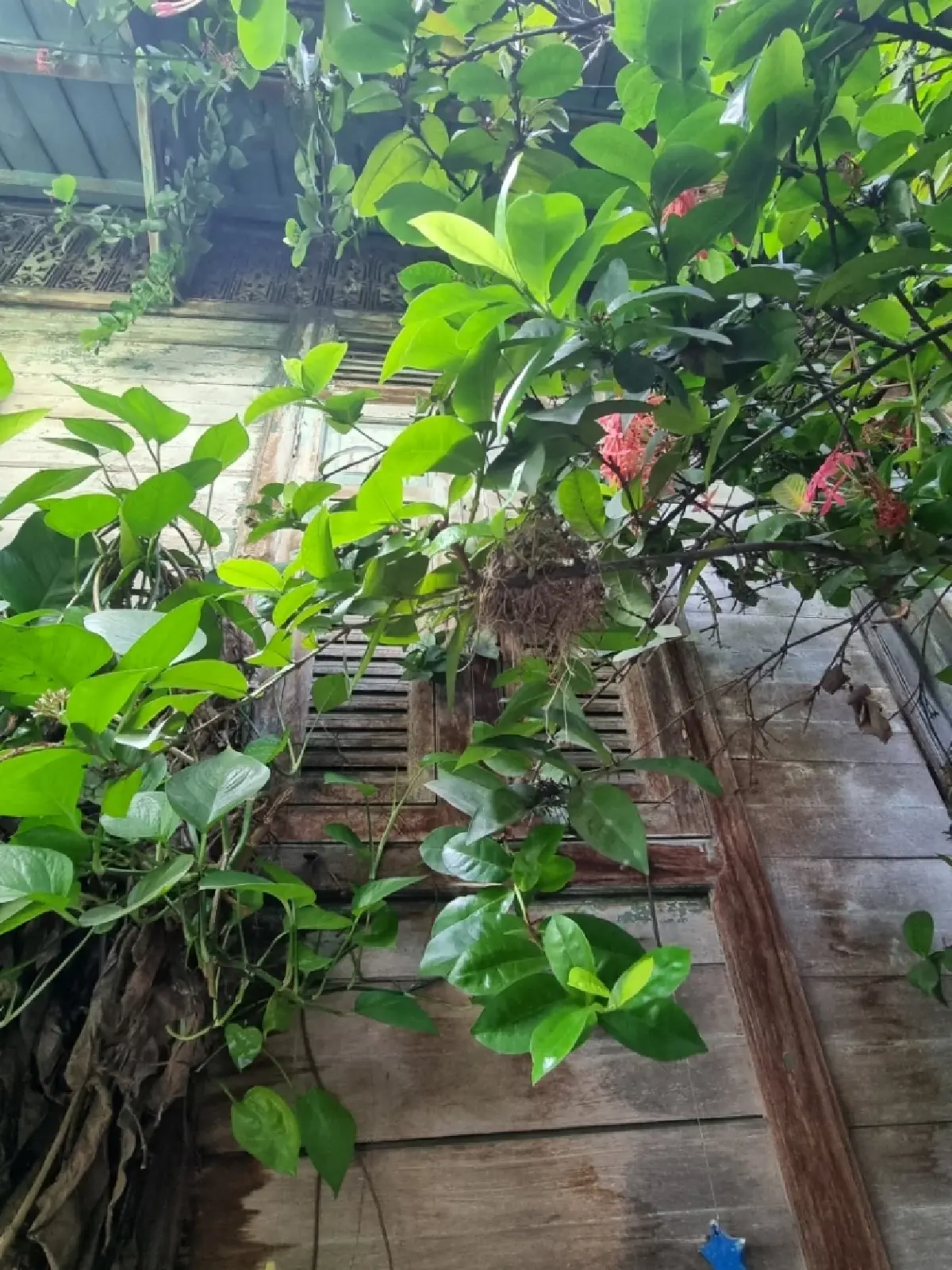 เที่ยวพิพิธภัณฑ์บ้านกุฎีจีน กินขนมจีนโปรตุเกสบ้านสกุลทอง