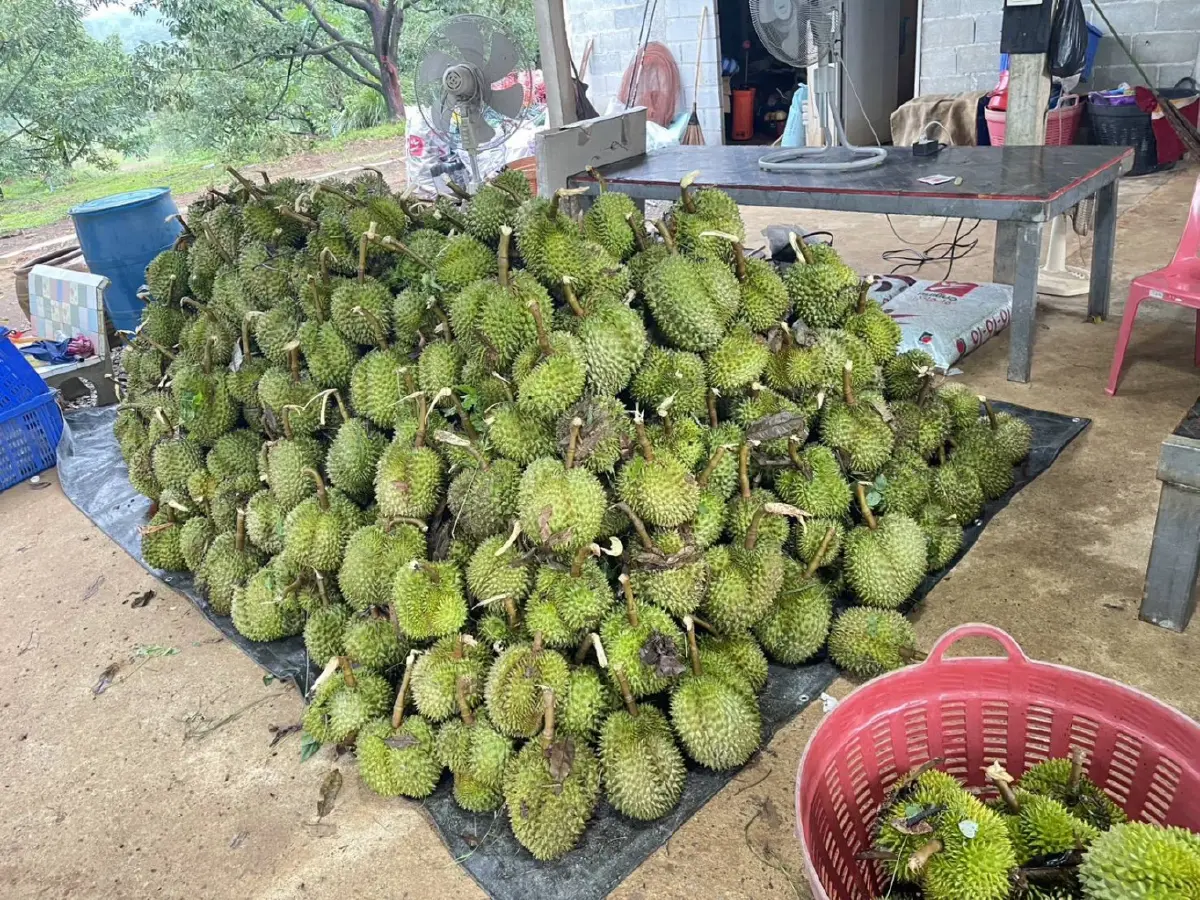 ‘สุริยะ’ สั่งด่วน!! กู้ซากทุเรียนเมืองจันท์ พายุถล่มยับ ลุยเยียวยา!