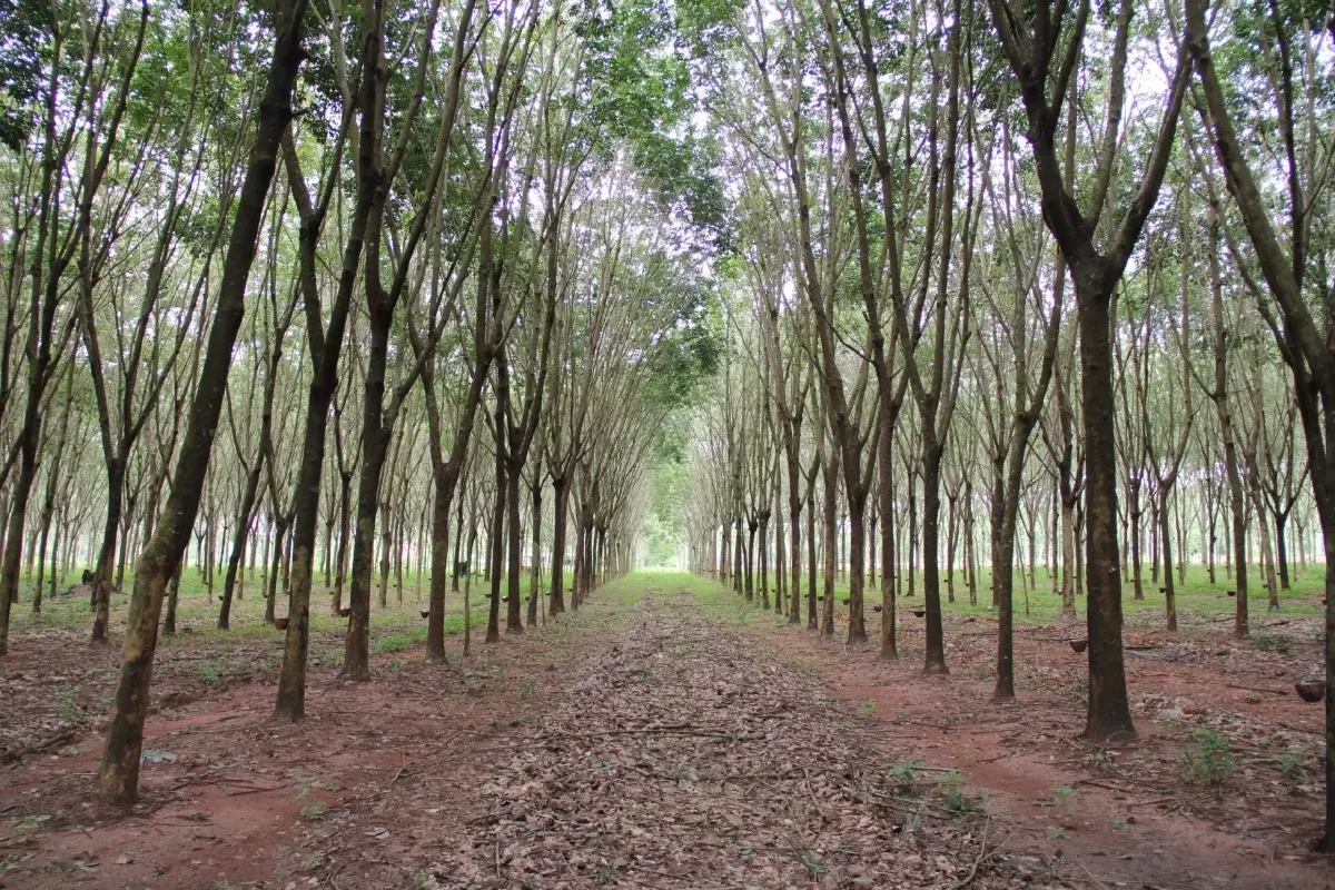 เปิดตัวคาร์บอนเครดิตสวนยางอีสาน ดันรายได้ 6 หมื่นครัวเรือน