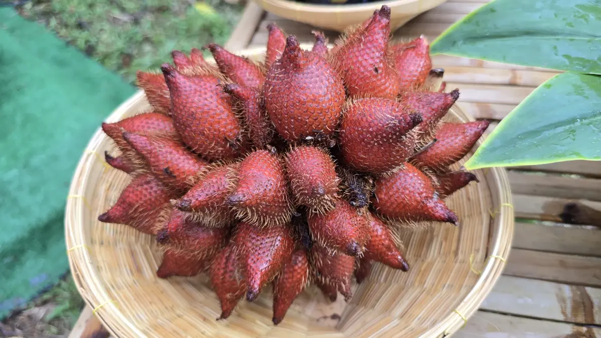 ชวนเที่ยว ชวนกิน ‘อร่อยทุกไร่ ชิมไปทุกสวน’ เปิดฤดูกาลภาคตะวันออก ปี 69