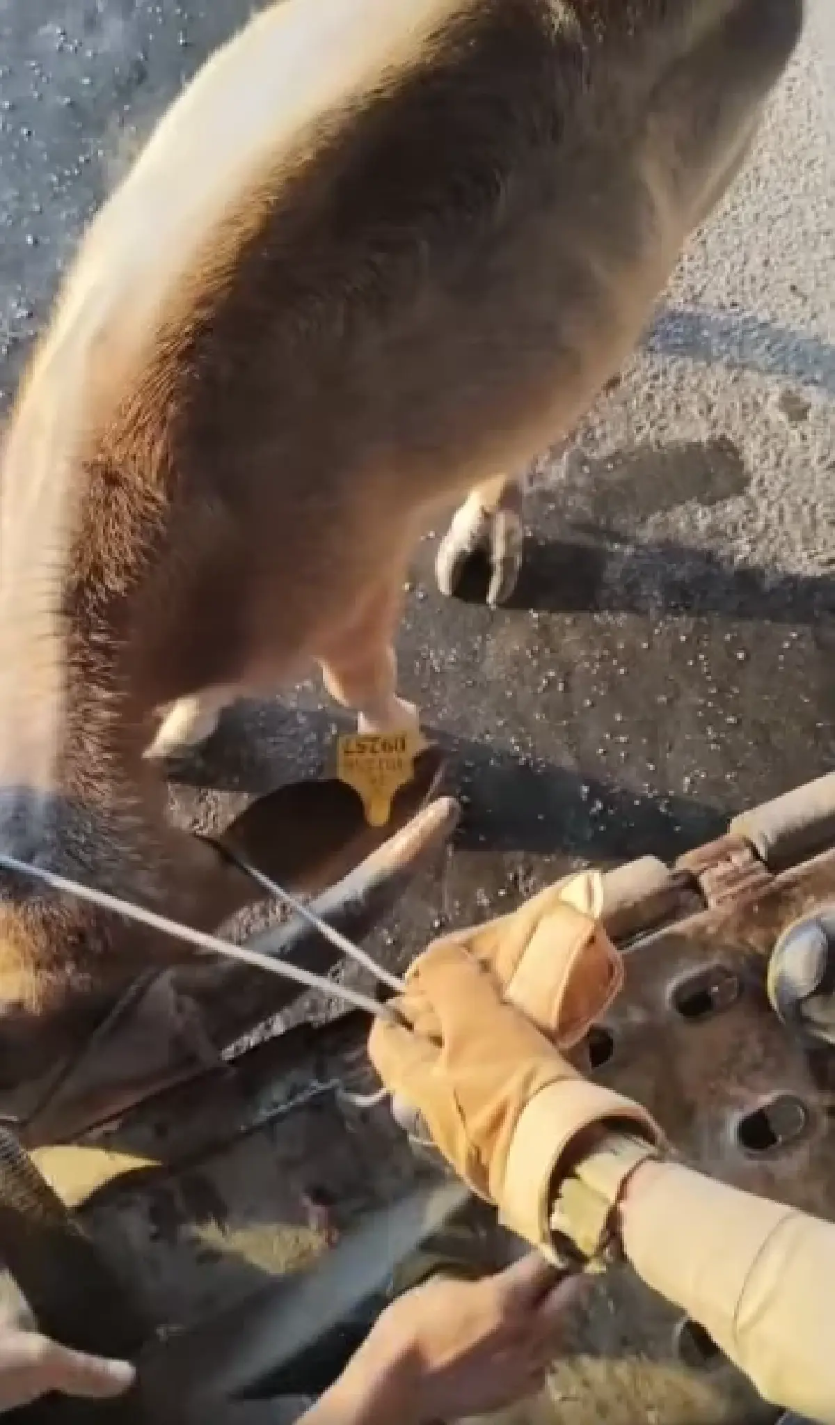ด่วน ควายหลุดถนนวิภาวดีรังสิต เดินช่องทางหลัก ตำรวจ เร่งจับตัว