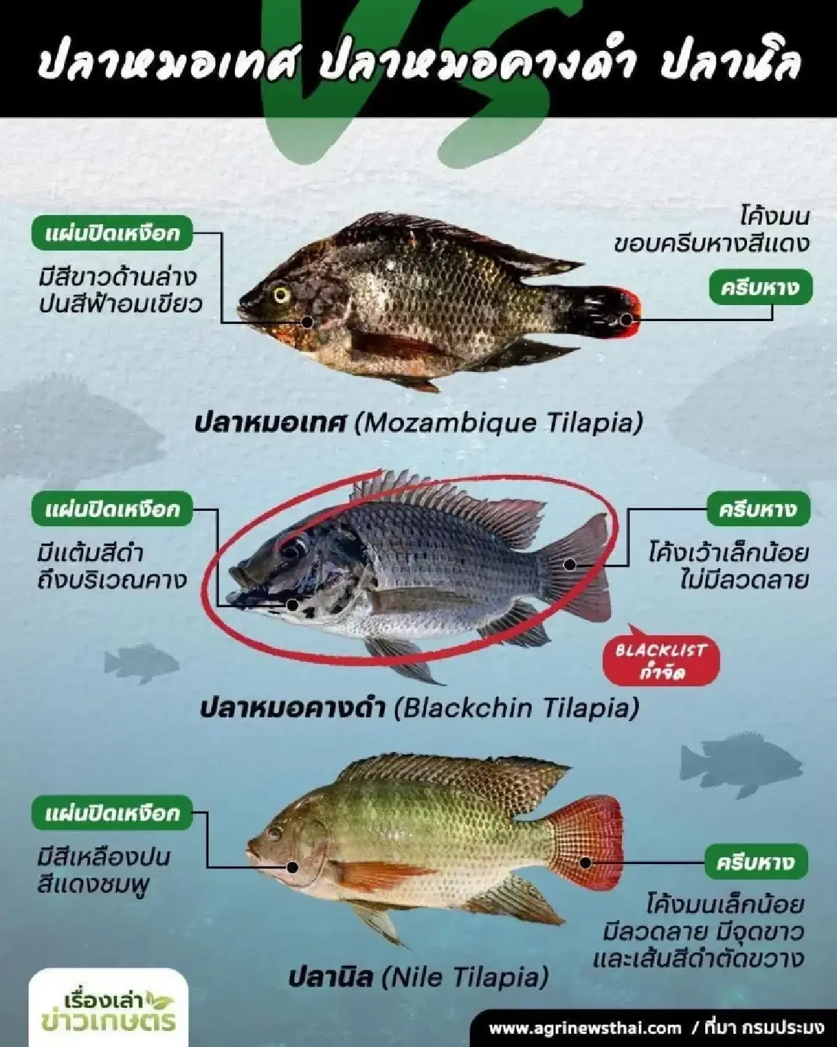 เปิดผลตรวจ ปลากระป๋องฉลากปลอม กรมประมง ยืนยัน ไม่ใช่ปลาหมอคางดำ