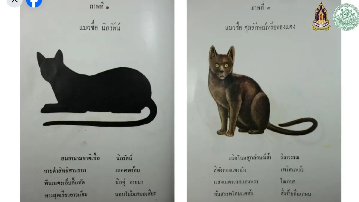 มารู้จัก ‘แมวไทย’ ให้มากขึ้น ผ่าน ‘วิฬาร์วรรณนา’ กวีนิพนธ์ตำราแมว