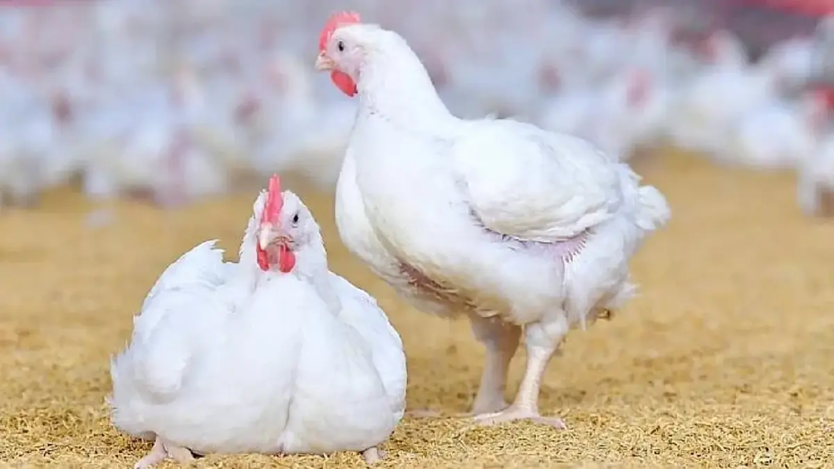 จีนแบน 17 โรงงานไก่ไทยพ่วงผลสงคราม  ทำต้นทุนการผลิตพุ่งสูงซ้ำไร้ตลาดส่งออก