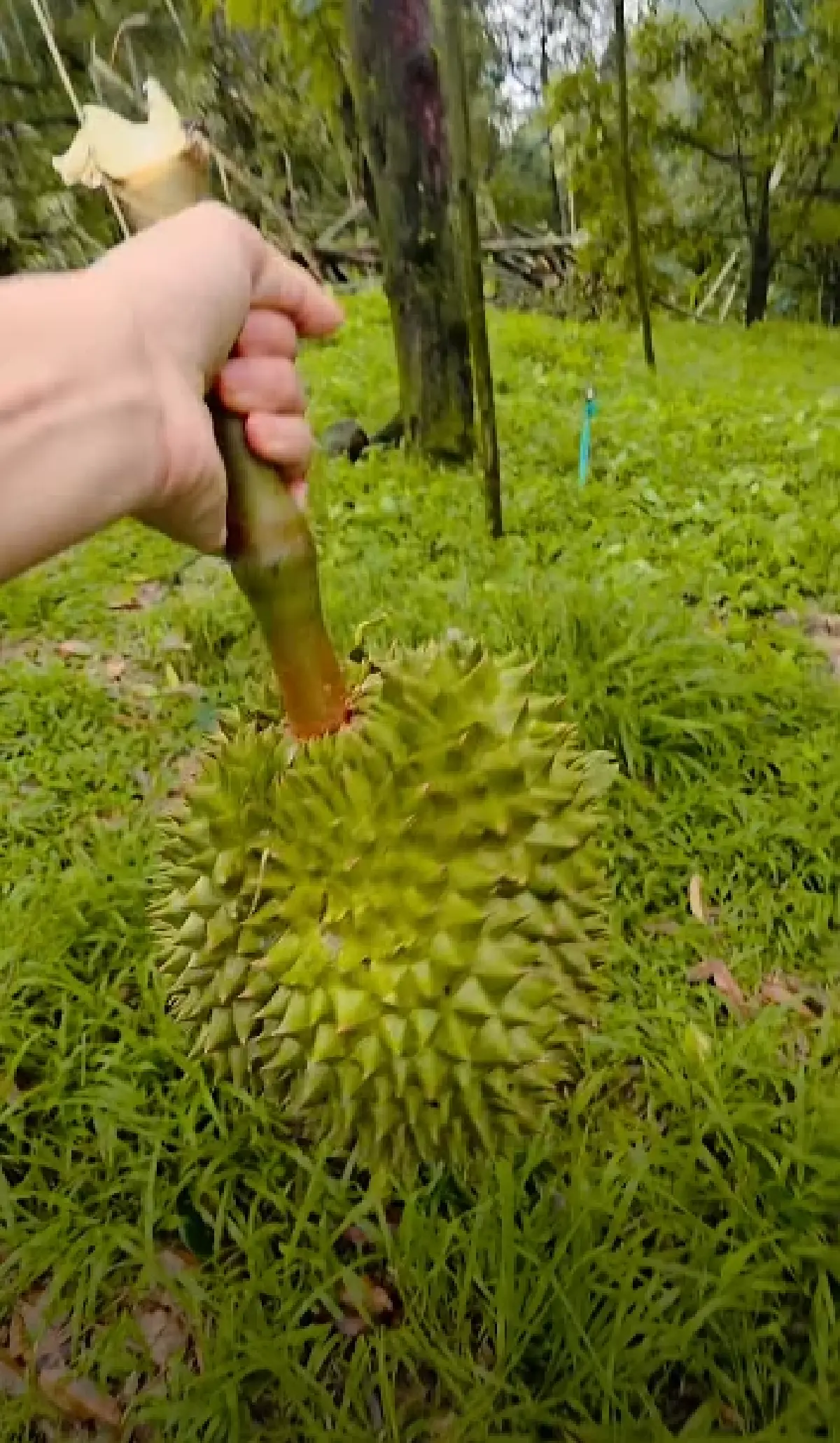 ชาวสวนร้องไห้หนัก พายุถล่มจันทบุรี ทุเรียน 10 ตันร่วง เสียหายหนัก