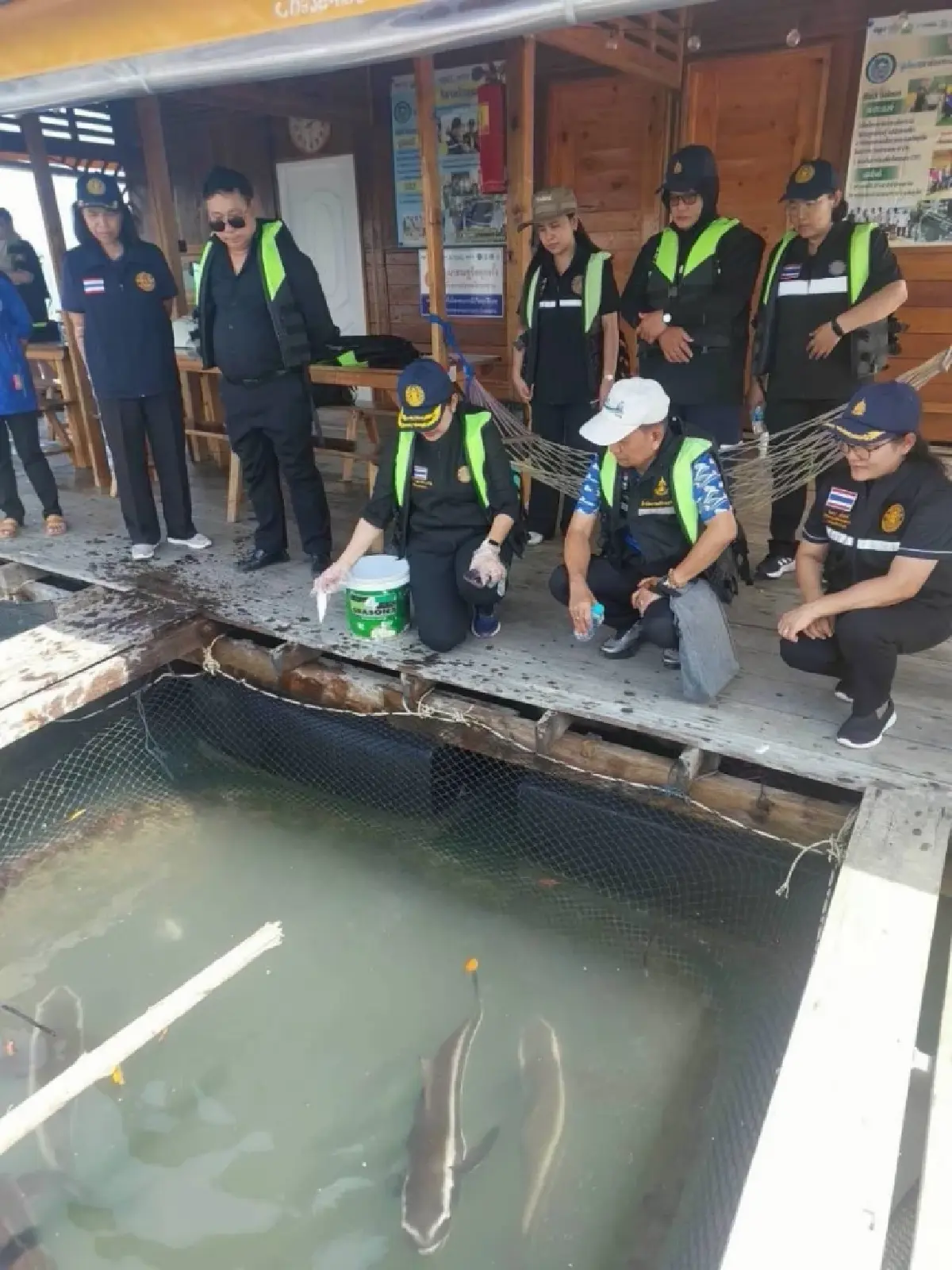 กรมประมงรุกปั้น ‘ปลาช่อนทะเล’ Black Salmon สัตว์น้ำเศรษฐกิจอันดามันยั่งยืน