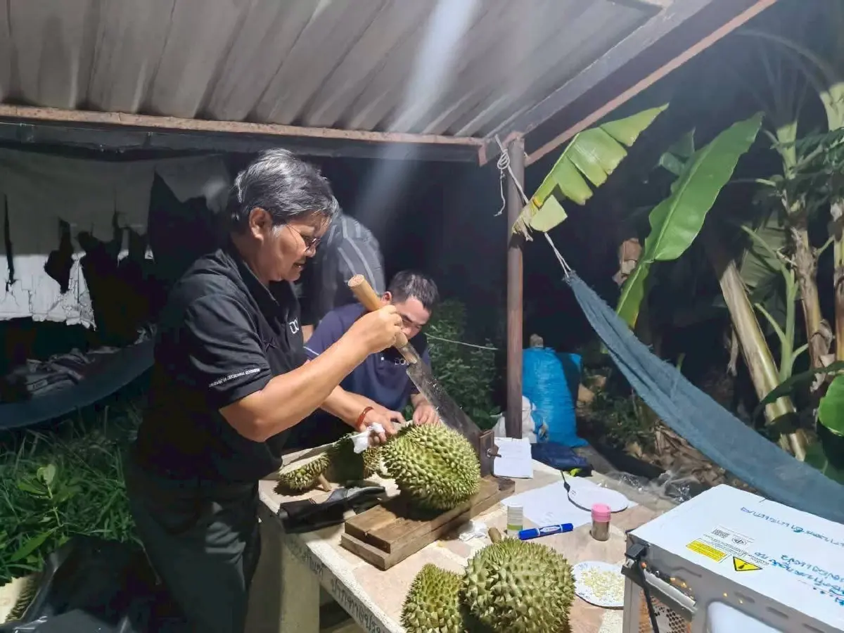 สกัดทุเรียนอ่อน เกษตรฯลุยตะวันออก คุมเข้มคุณภาพสร้างความเชื่อมั่น