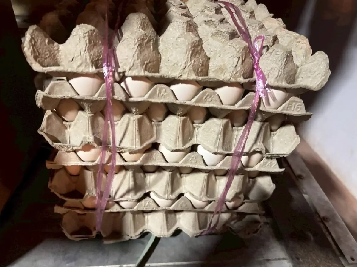 จับ 'ไข่ไก่เถื่อน' 1.8 แสนฟอง ซุกรถ 12 ล้อ ไร้ใบอนุญาต เสี่ยงโรค