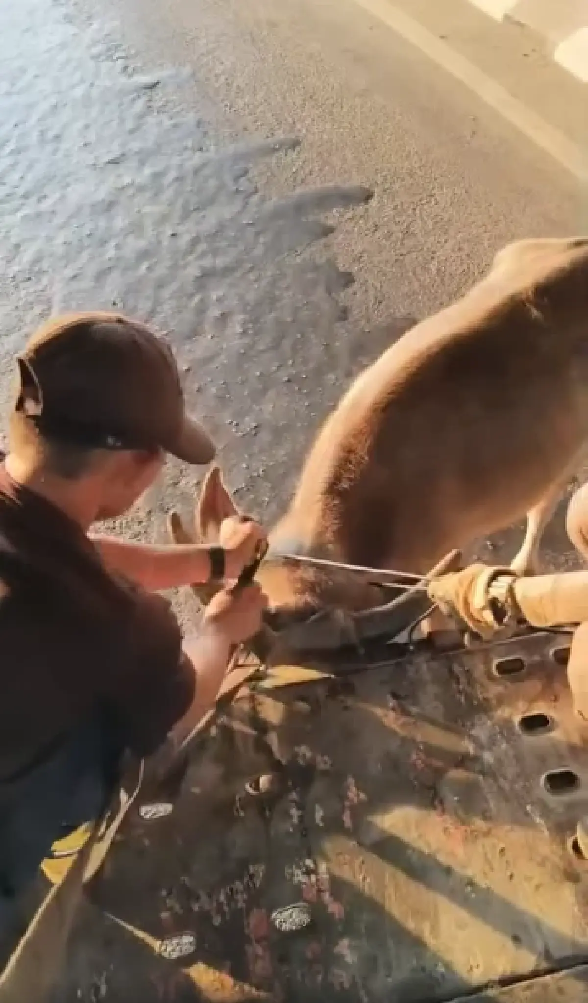 ด่วน ควายหลุดถนนวิภาวดีรังสิต เดินช่องทางหลัก ตำรวจ เร่งจับตัว