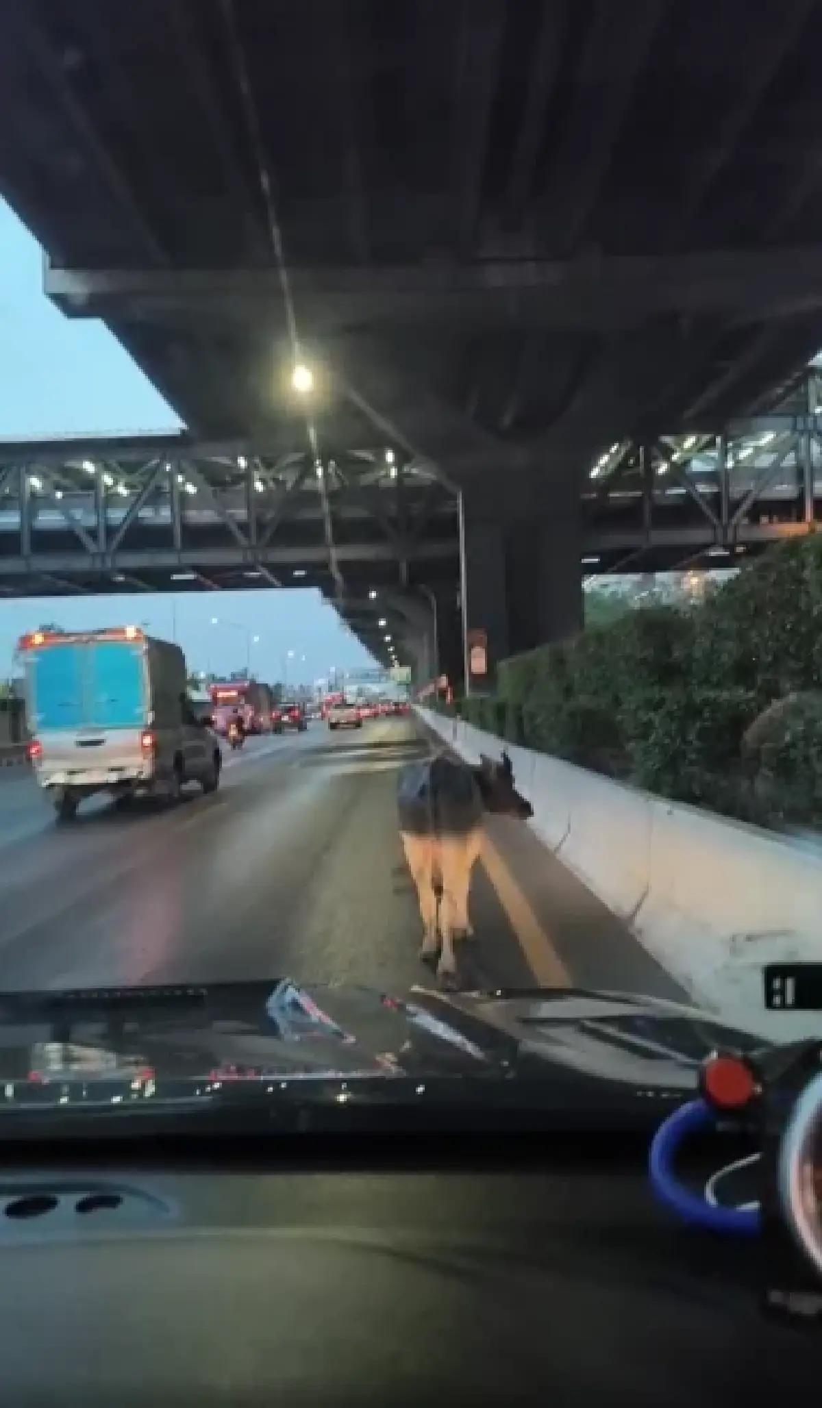 ด่วน ควายหลุดถนนวิภาวดีรังสิต เดินช่องทางหลัก ตำรวจ เร่งจับตัว