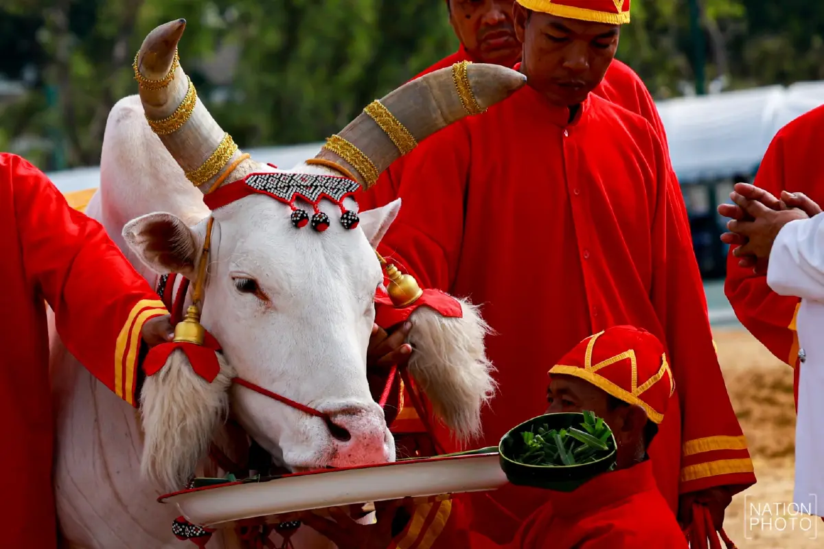 ภาพชุด ซ้อมใหญ่ งานพระราชพิธีพืชมงคลจรดพระนังคัลแรกนาขวัญ 2569