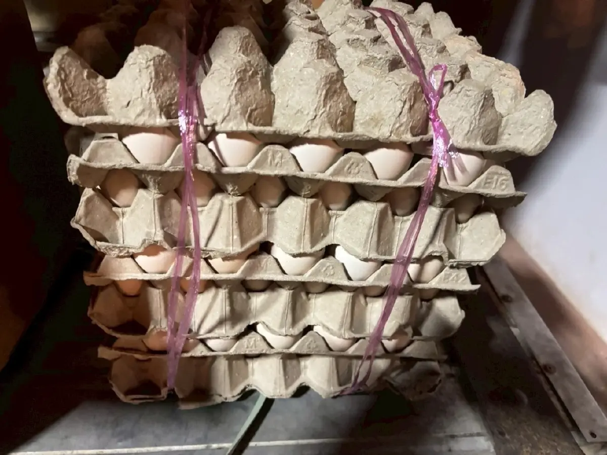 เกษตรฯ ทลายขบวนการไข่ไก่เถื่อน 1.8 แสนฟอง มูลค่ากว่า 2 ล้าน,