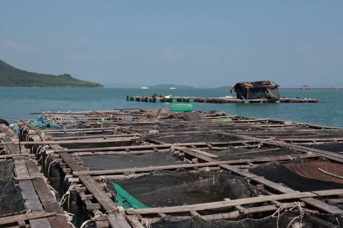 กรมประมงรุกปั้น ‘ปลาช่อนทะเล’ Black Salmon สัตว์น้ำเศรษฐกิจอันดามันยั่งยืน