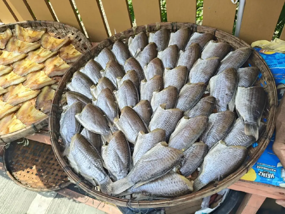 กมธ.เกษตรฯ แนะรัฐดันปลาหมอคางดำสู่วาระแห่งชาติ ชูโมเดลเปลี่ยนวิกฤต
