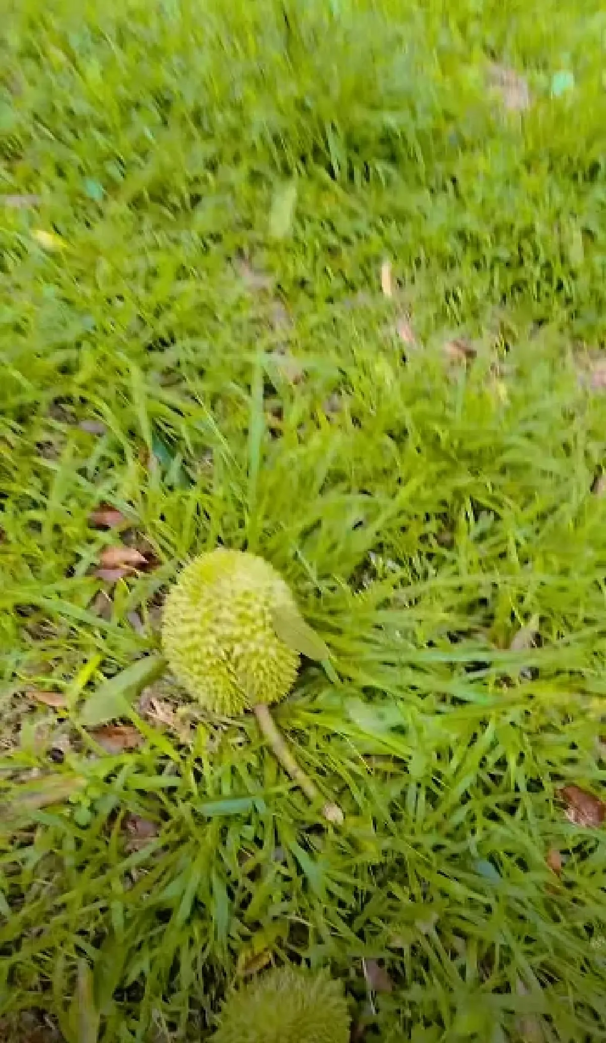 ชาวสวนร้องไห้หนัก พายุถล่มจันทบุรี ทุเรียน 10 ตันร่วง เสียหายหนัก