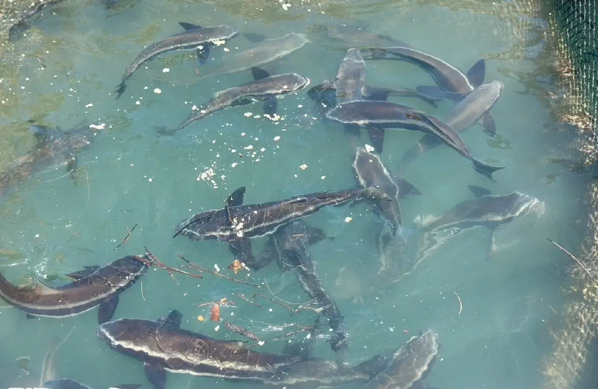 กรมประมงรุกปั้น ‘ปลาช่อนทะเล’ Black Salmon สัตว์น้ำเศรษฐกิจอันดามันยั่งยืน