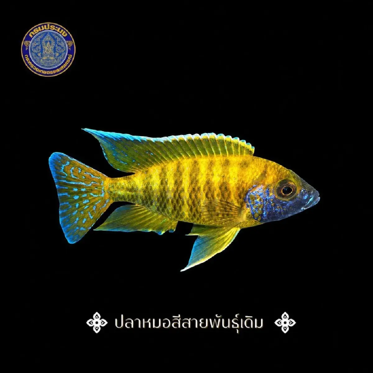 ประมงน้อมเกล้าฯ 36: ประชันความงามใต้ท้องน้ำ ชิงถ้วยพระราชทานฯ