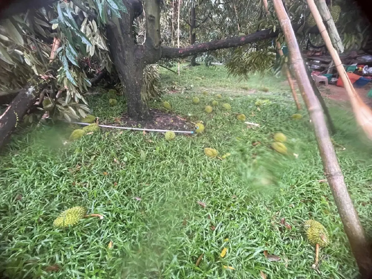 ชาวสวนร้องไห้หนัก พายุถล่มจันทบุรี ทุเรียน 10 ตันร่วง เสียหายหนัก