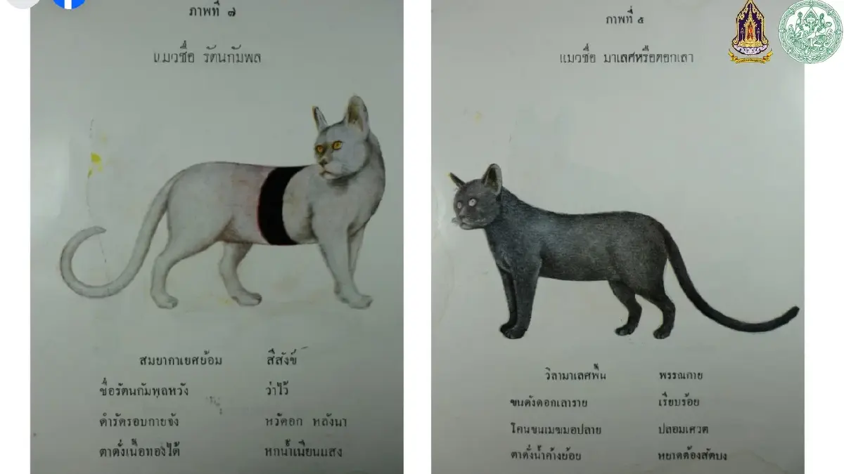 มารู้จัก ‘แมวไทย’ ให้มากขึ้น ผ่าน ‘วิฬาร์วรรณนา’ กวีนิพนธ์ตำราแมว