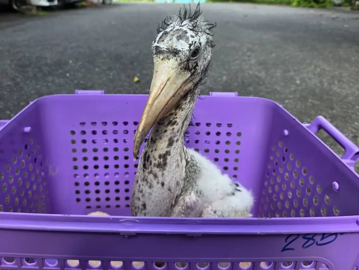 ฟักไข่ ‘นกตะกราม’ สำเร็จครั้งแรก หลังสูญพันธุ์ในธรรมชาติกว่า 40 ปี โดย ‘สวนสัตว์เปิดเขาเขียว’